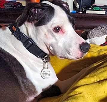 Photo of Dexter