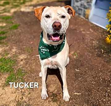 Photo of Tucker