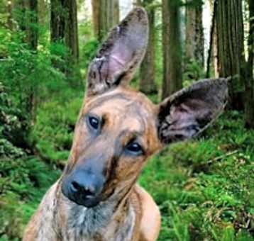 Photo of Molly