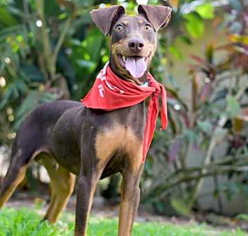Photo of Goober