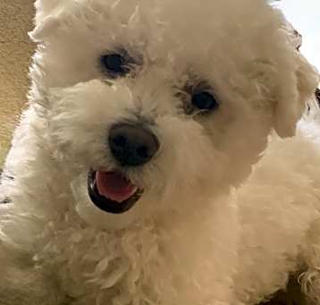 Photo of Vinny