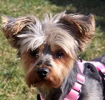 Photo of Tootsie