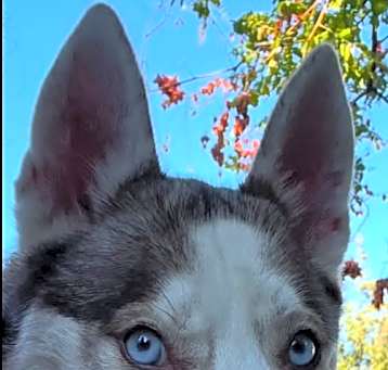 Photo of Kali