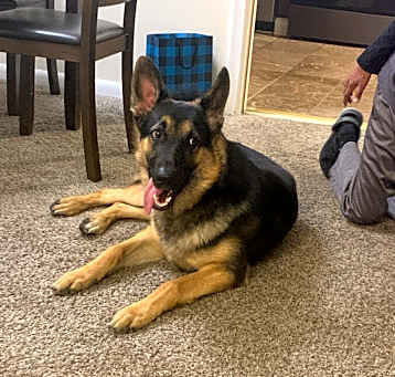 Photo of Bruno