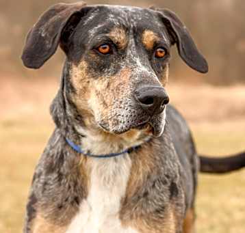 Photo of Riggs (Buddy)