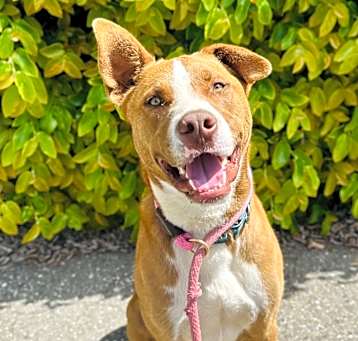 Photo of Copper