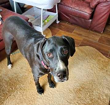Photo of Bella