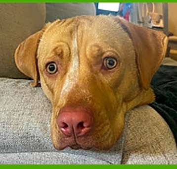 Photo of Rosie