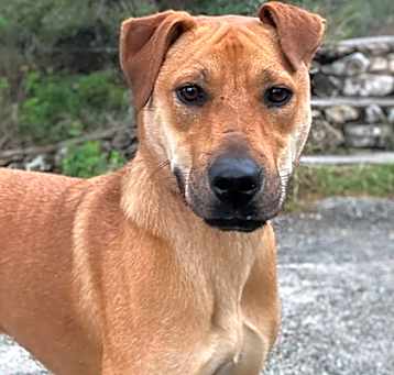Photo of Lacey