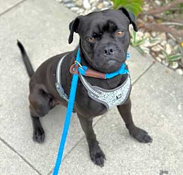 Photo of Ziggy