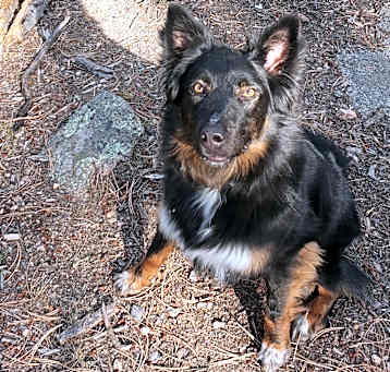 Photo of Diefenbaker