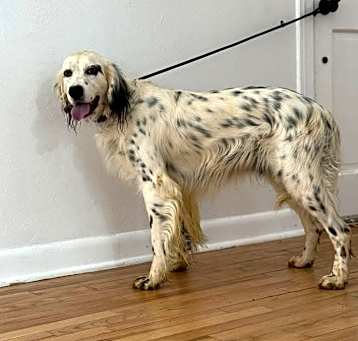 Photo of Goose