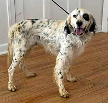 Photo of Petey