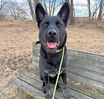 Photo of Shadow