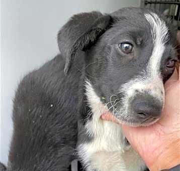 Photo of DAHLIA
