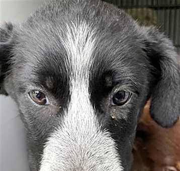 Photo of BLOSSOM
