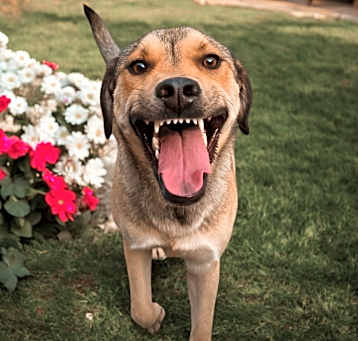 Photo of Xena