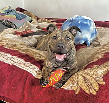 Photo of Scooby