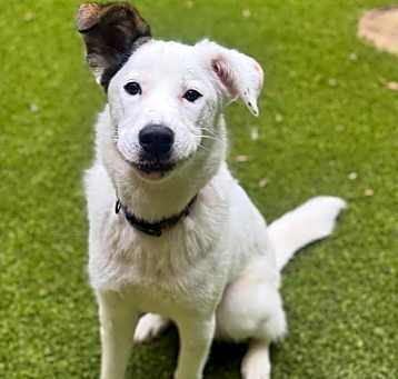 Photo of Daisy (Sugar)