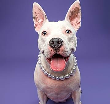 Photo of Daisy