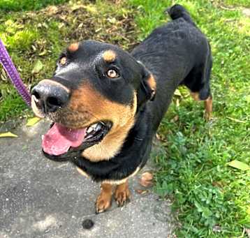 Photo of Lucky