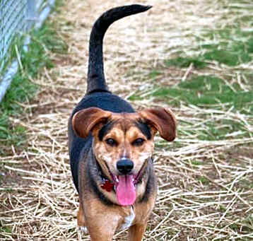 Photo of Moose