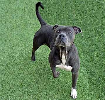 Photo of GRACIE