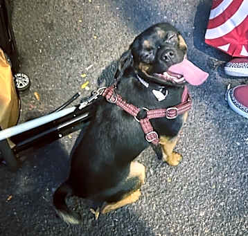 Photo of Pookie