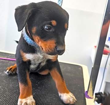 Photo of Boomer