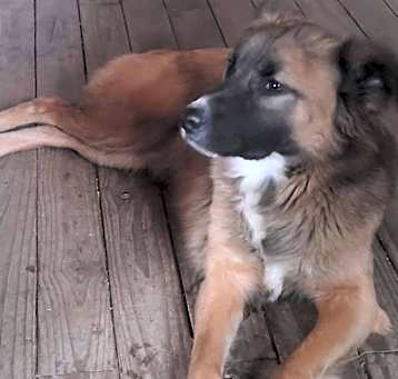 Photo of Bella