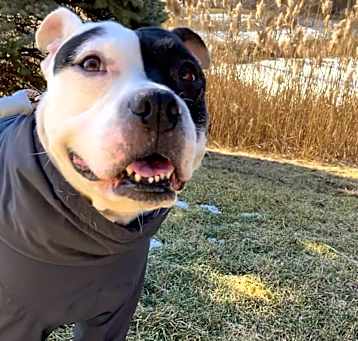Photo of Bella