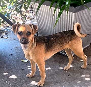 Photo of Oscar