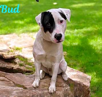 Photo of BUD