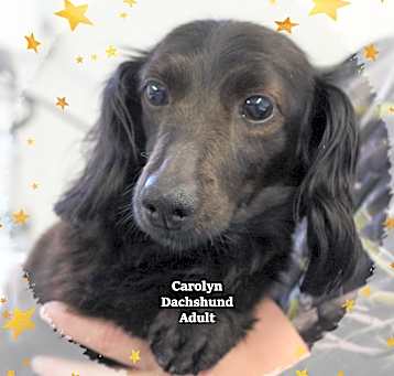 Photo of Carolyn