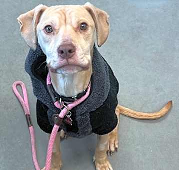 Photo of Bruce - Available in Foster