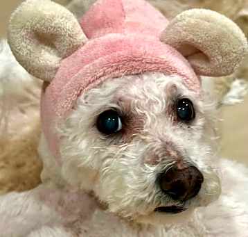 Photo of PRINCESS