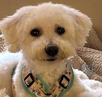 Photo of SNOWBALL