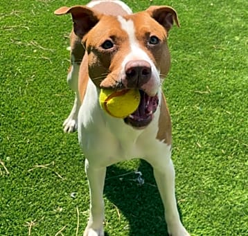 Photo of  Gracie