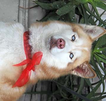 Photo of Dexter