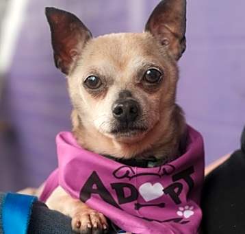 Photo of Benji (chi)