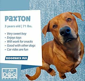 Photo of Paxton (Foster-to-Adopt)