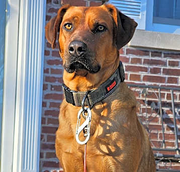 Photo of Rusty