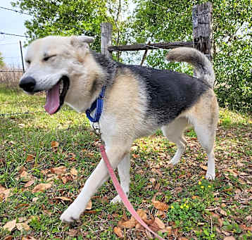 Photo of Bella