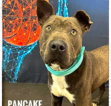 Photo of Pancake
