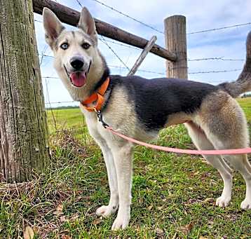 Photo of Daisy