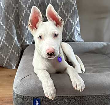 Photo of Spooks