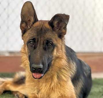 Photo of Jasper