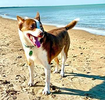 Photo of Taz