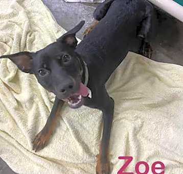 Photo of Zoe