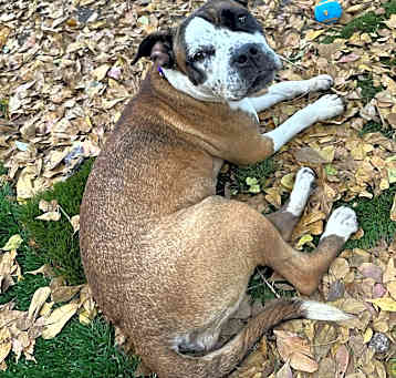 Photo of Pippy